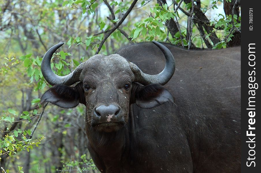 African Buffalo (Syncerus caffer) in the Kruger Park, South Africa. African Buffalo (Syncerus caffer) in the Kruger Park, South Africa.