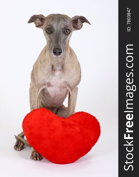 Whippet sittin behind a plush heart. Whippet sittin behind a plush heart