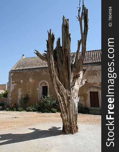 An ancient tree in Crete. Monastery of Arcadi, Rethymnon. Greece. An ancient tree in Crete. Monastery of Arcadi, Rethymnon. Greece.