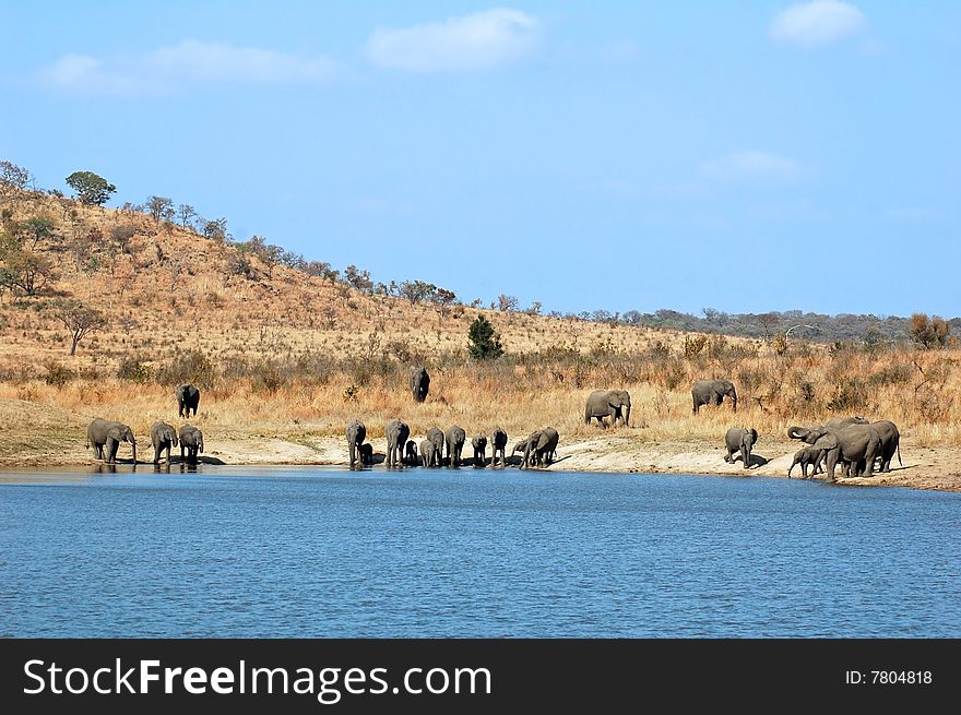 African Elephants drinking at a river in South Africa.