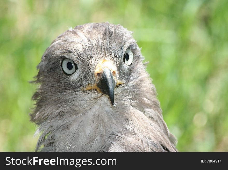 The bird of prey, Dickinson's kestrel