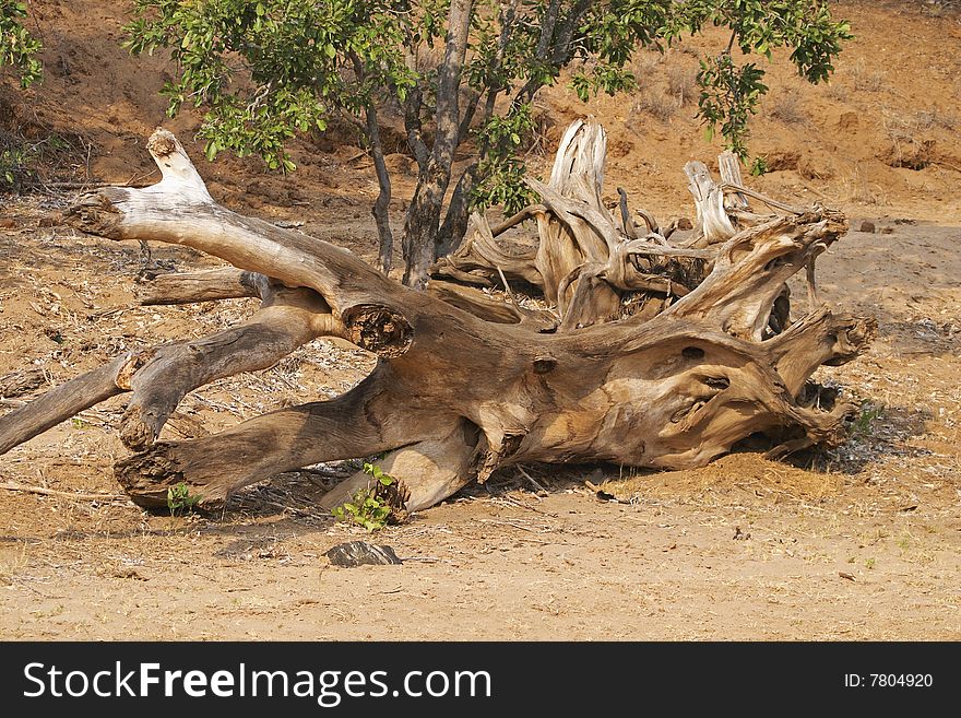 Driftwood in the bed of the Olifants River