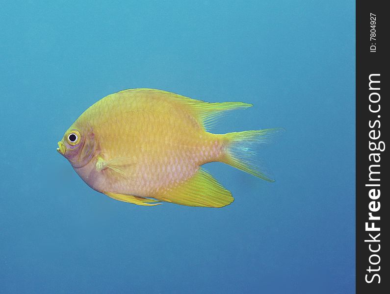 Beautiful Yellow Butterfly Fish