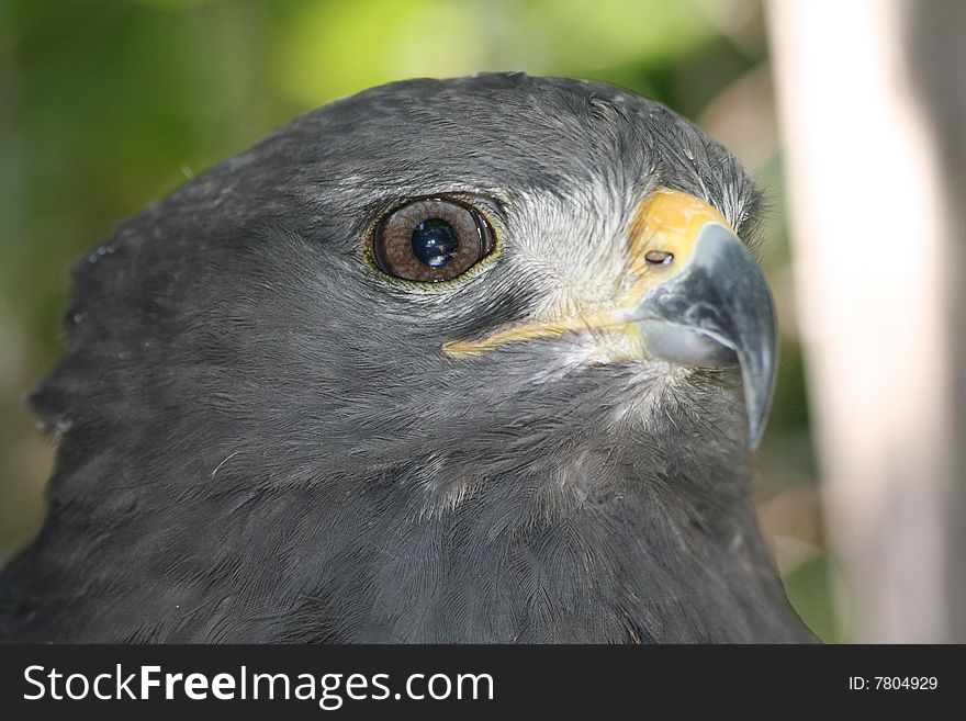 The Grey Kestrel, bird of prey