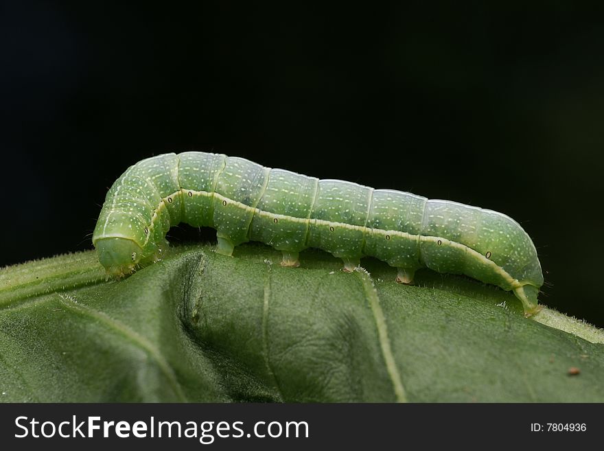 Green caterpillar on sheet (side view)