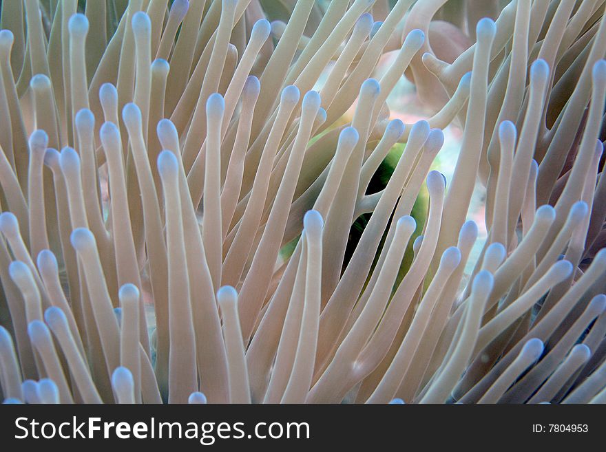Blue-Tipped Anemone