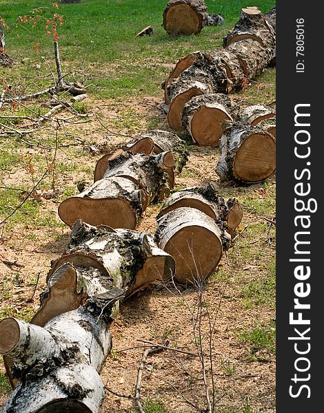 Tree trunk cuted in parts with sawdust