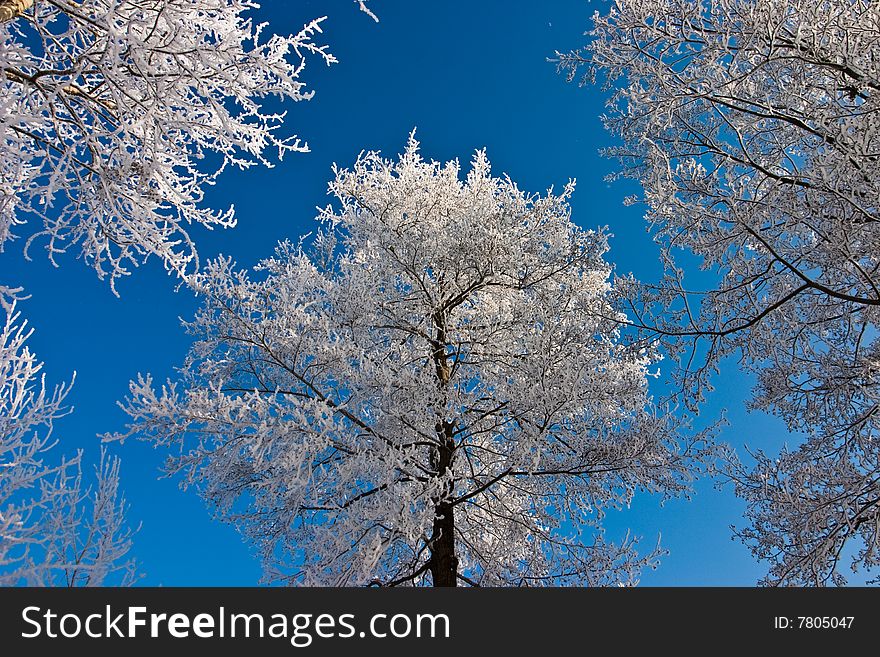 Trees in winter