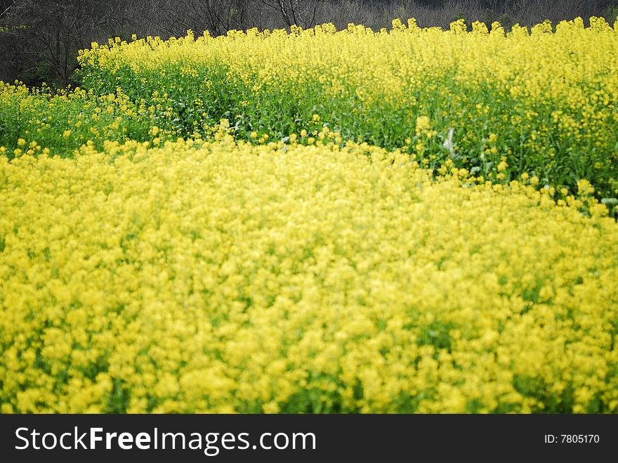 There is some yellow rape in the village