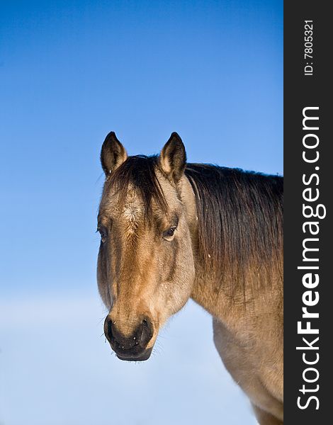 Quarter horse buckskin stallion in winter against blue sky. Quarter horse buckskin stallion in winter against blue sky