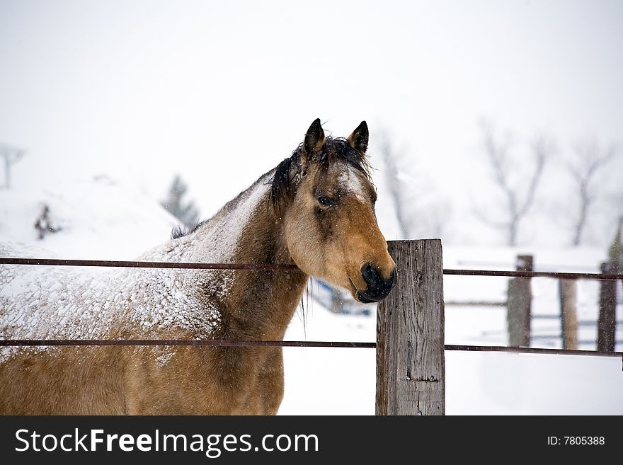 Buckskin quarter horse stallion in winter with snow. Buckskin quarter horse stallion in winter with snow
