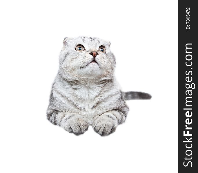 Scottish Kitten Lies On A White Background