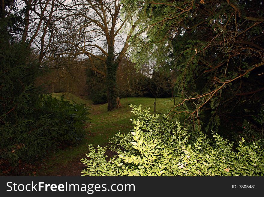 Woodland walk in winter.