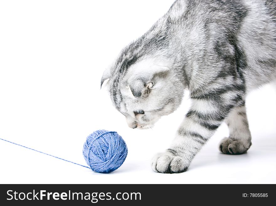 The young cat follows a ball of threads on white