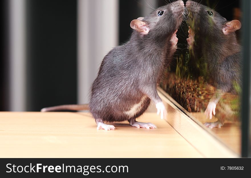 Rat and aquarium,focus on a head.