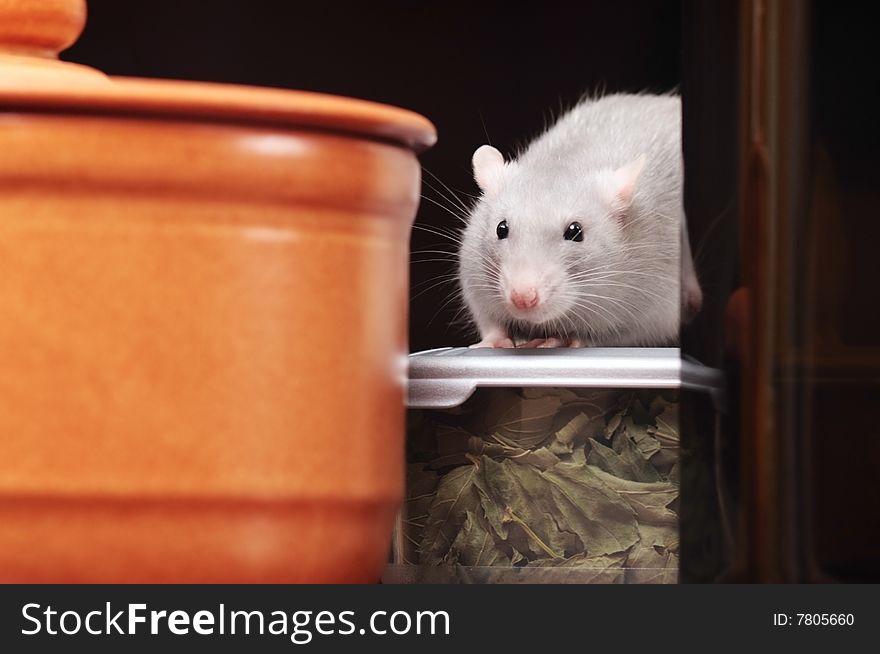 Rat in kitchen,focus on a head.