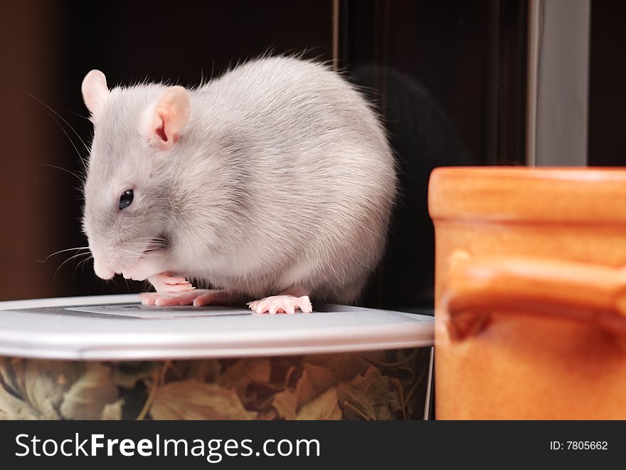 Rat in kitchen,focus on a head.
