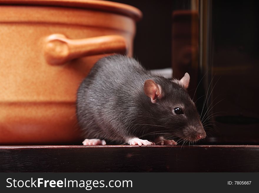 Rat in kitchen,focus on a head.