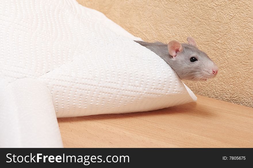 Cute rat on a white napkin