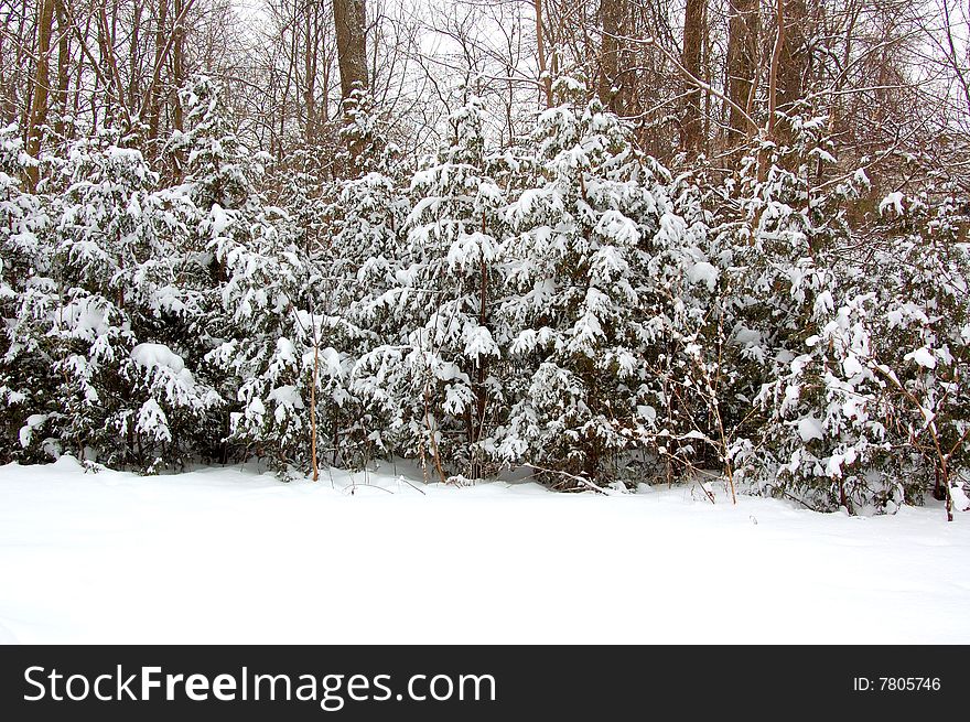 Fir Trees Blanketed In Snow