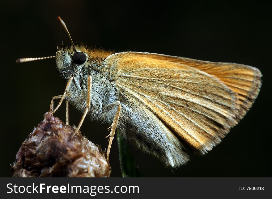 The butterfly on a flower in a macroshooting mode on a black background