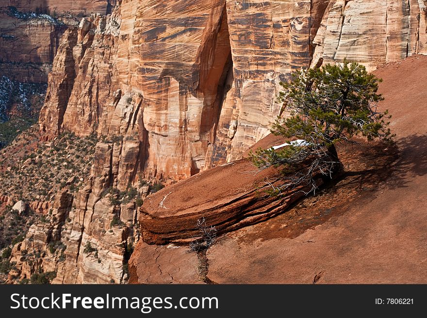 Pine Tree on a Cliff, Zion National Park