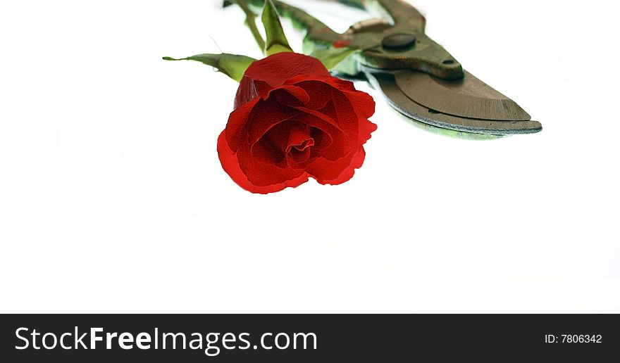 A single red rose on white with a colorful pair of secateurs. A single red rose on white with a colorful pair of secateurs