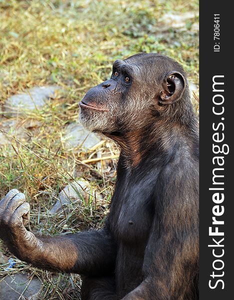 Closeup of chimpanzee in wild.