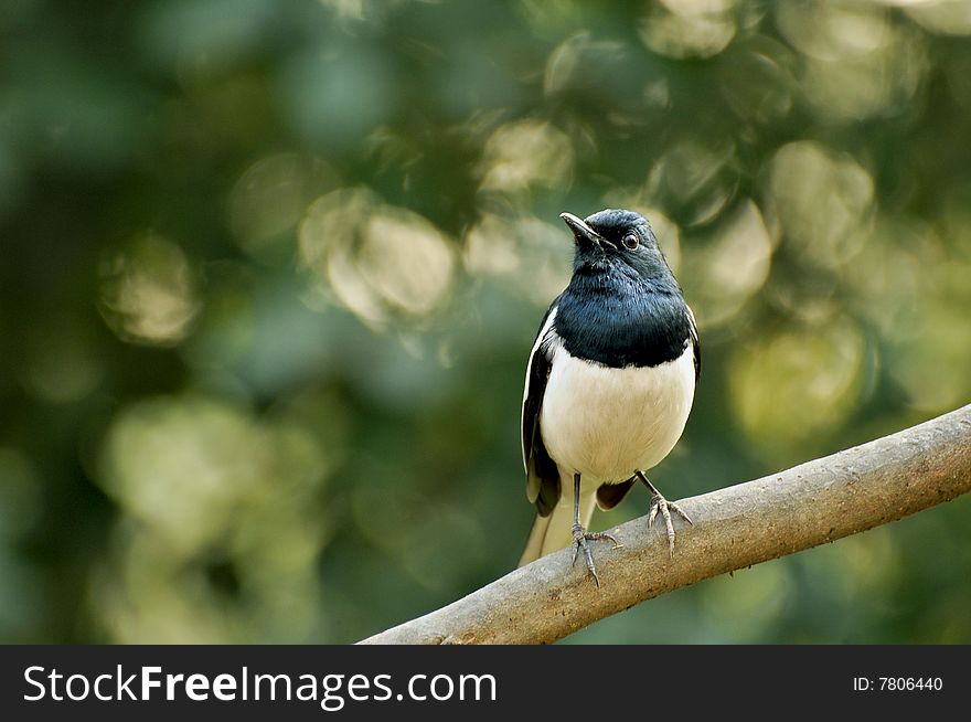 Orientel magpie  robin bird sitting on the branch.