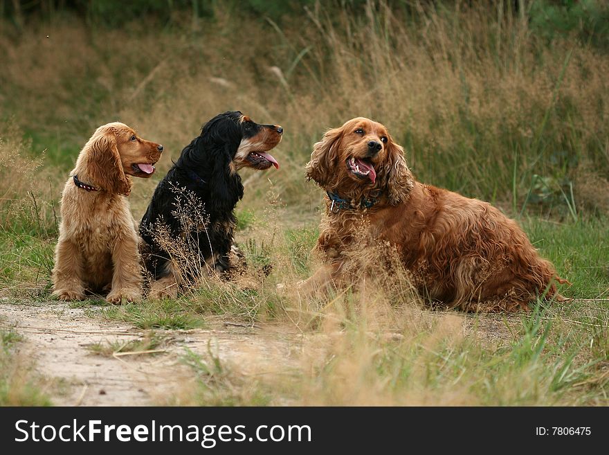 Anglish cocker - group into grass. Anglish cocker - group into grass