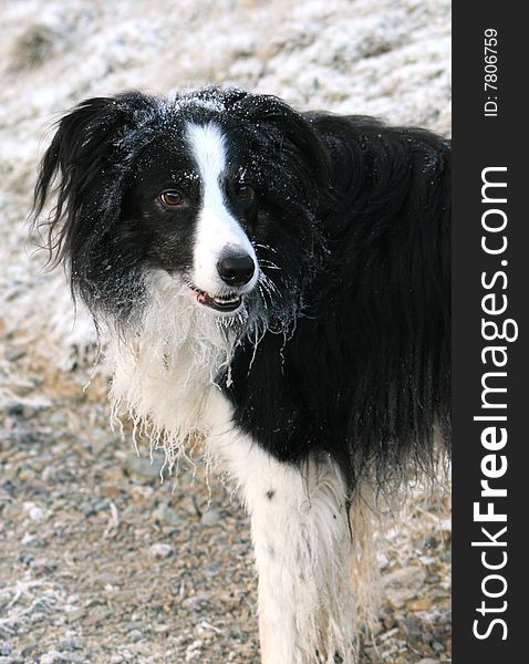 Border Collie In Winter