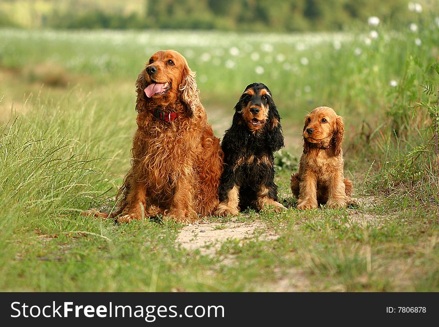 Anglish cocker - group into grass. Anglish cocker - group into grass