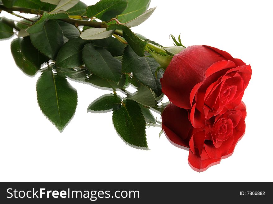 Single red rose with reflection isolated on white