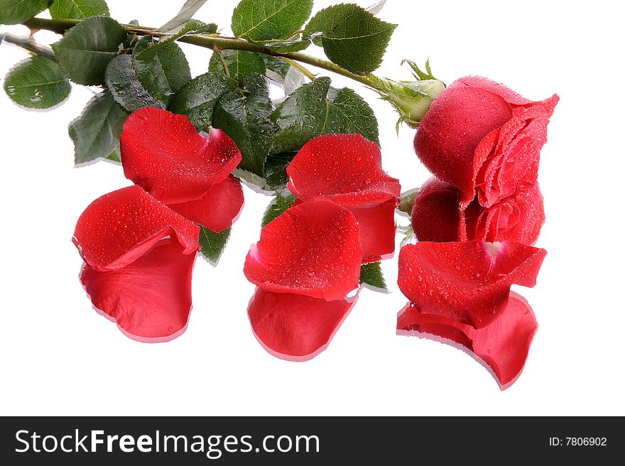 Single red rose isolated on white