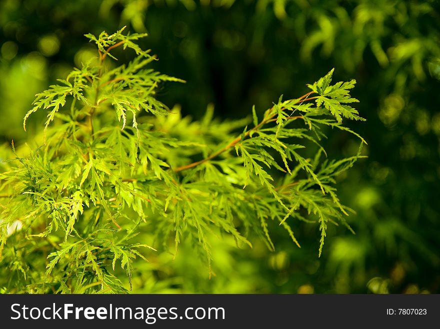 Bright green leaves against a darker green background. Bright green leaves against a darker green background