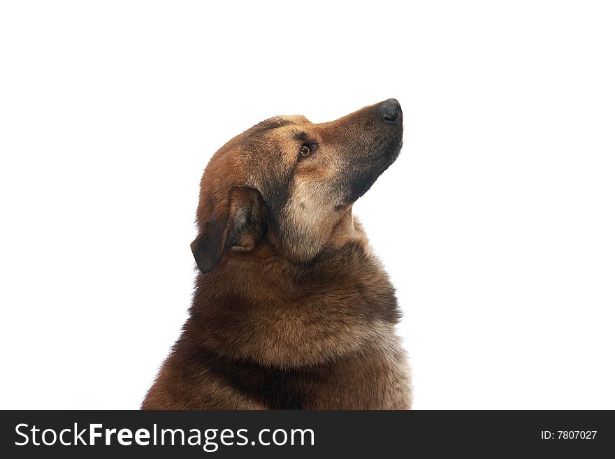 Dog on the white background