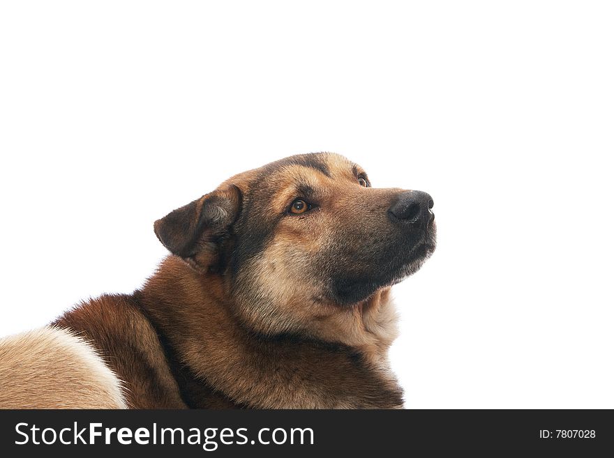 Dog on the white background