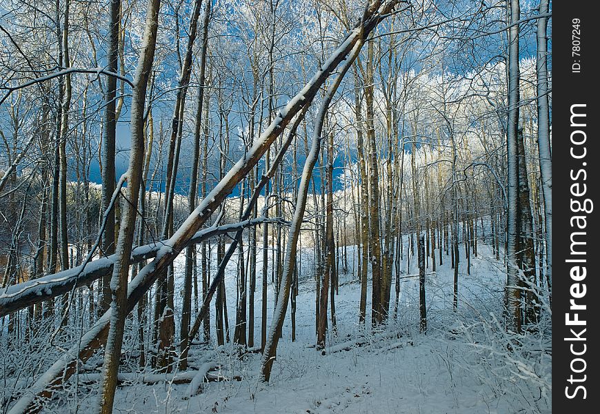 Winter landscape with snowy forest. daylight