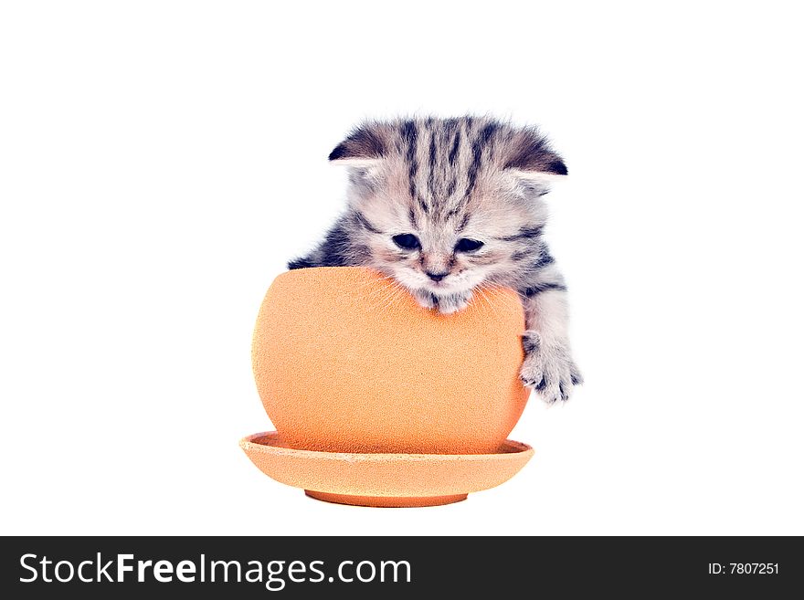 The kitten Scottish lop-eared breed gets out of an orange ceramic pot