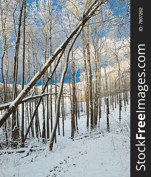 Winter landscape with snowy forest. daylight