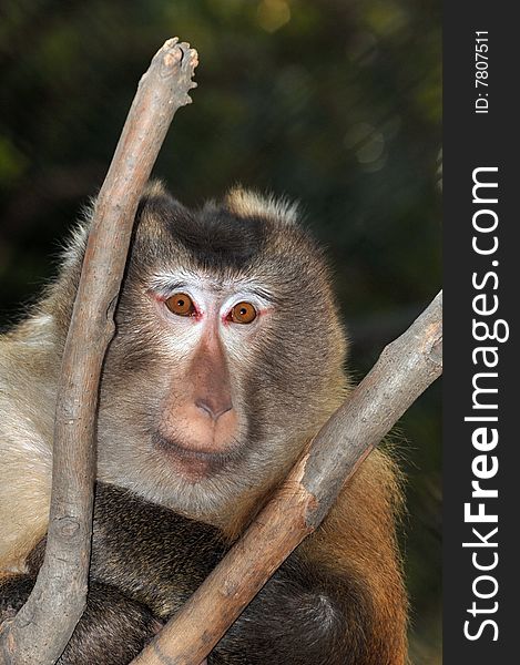 Closeup of monkey in wild.