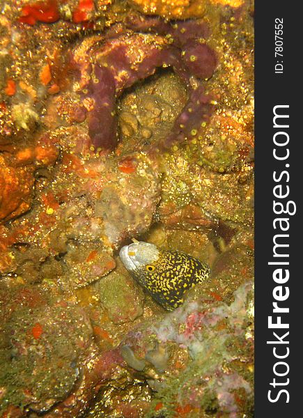 A Honeycomb Moray Eel pokes its head from a crevice in the reef off of Las Marietas Islands Marine Reserve twenty miles off Puerto Vallarta, Mexico.