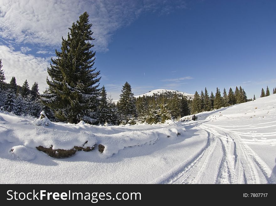 Winter landscape: pine tree, blue sky