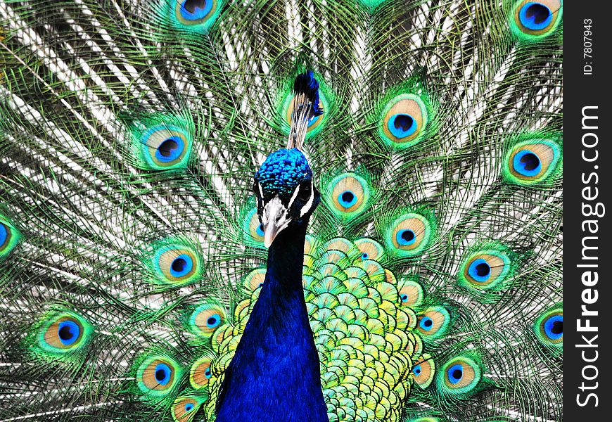 Photo of a peacock at the bonorong wildllife park North of hobart. Photo of a peacock at the bonorong wildllife park North of hobart.