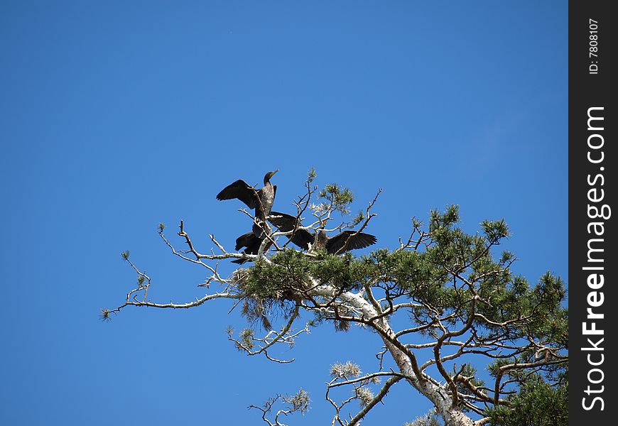 Birds in the blue