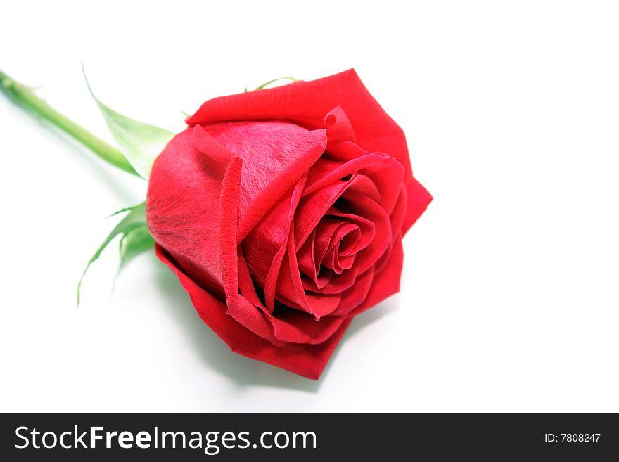 Photo of red rose on a white background.