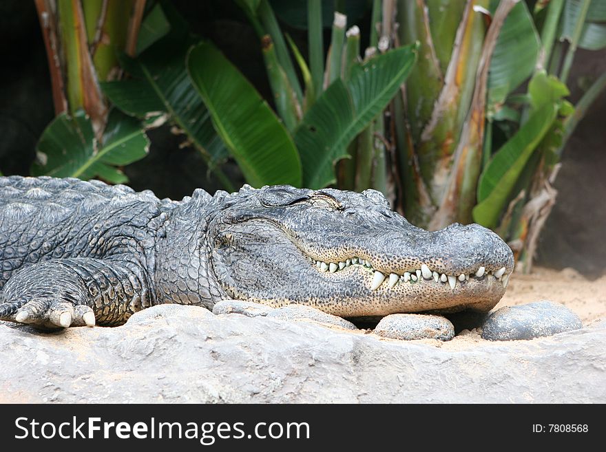 A crocodile sits and waits