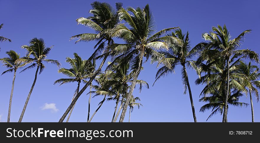 Palm trees at the blue sky. Palm trees at the blue sky