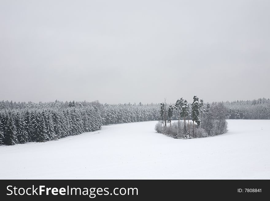 Winter Day in Forest and Field Landscape