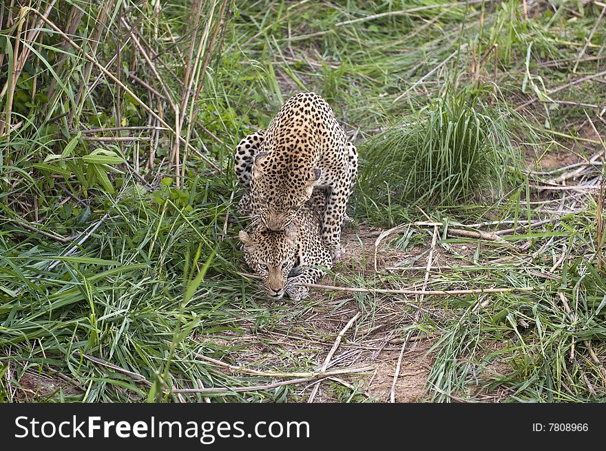 This is a once in a lifetime shot of mating leopards at Kruger national Park, South Africa